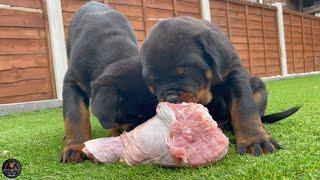 9 Weeks Old Rottweiler Puppies VS RAW Turkey Legs