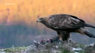 L'aigle royal documentaire