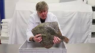A 'cook it whole' turbot from the South Coast of the UK