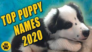 Top Puppy Names 2020