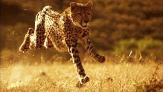 This Is Why You Can't Outrun a Cheetah | Smithsonian Channel