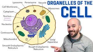 The Cell and its Organelles