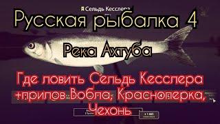 РР4. река Ахтуба. Где ловить Сельдь Кесслера + прилов Красноперка, Вобла, Чехонь, Окунь, Пузанок.