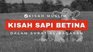 Kisah Sapi Betina dalam Surat Al Baqarah (Kisah Bani Israil) - Kisah Muslim Yufid TV