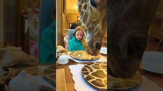 Nastya and Giraffe #shorts