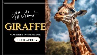 Learn About Giraffees #giraffe #pilanesberg