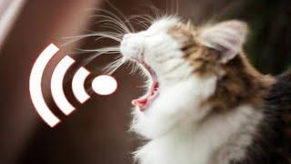 Billi Ki Awaaz Meow Meow | Cat Sounds Angry | Cats Meowing Video | बिल्ली की आवाज