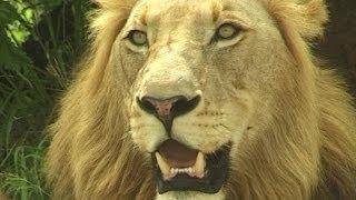 Man Charges Lion Pride to Save Himself.