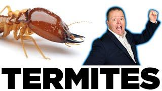 Termites and Arizona Homeowners