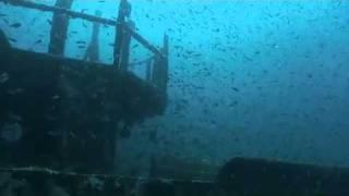 A great dive w/ Discovery Diving