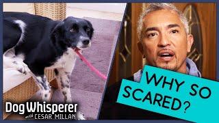 Cesar Millan: How To Treat Terrified  Dog | Dog Whisperer