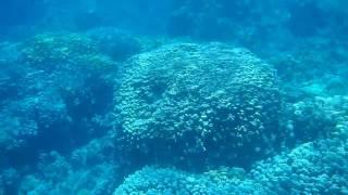 Coral reef snorkeling near Safaga, Soma Bay, Egypt, Red Sea (HD) #1