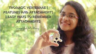 THORACIC VERTEBRAE | FEATURES & ATTACHMENTS | ANATOMY | SIMPLIFIED 