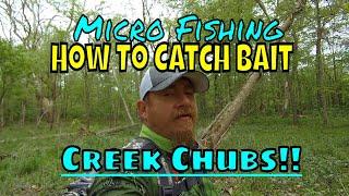 Micro Fishing! How To Find And Catch Creek Chubs For Bait!