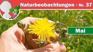 Naturbeobachtungen 37 - Wiesen-Typen (Fettwiesen/Magerwiesen) und ein kleiner Entwicklungsbericht