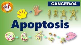 Apoptosis - An Introduction