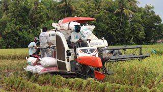 Very fast!! KUBOTA DC 70 PLUS rice Combine harvesting machine in wetlands || Rice Field Tractor