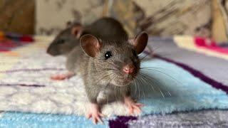 У нас завелись крысята. #animal #животные #rat #крысы