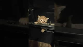 котенок зовет маму #shorts #short #cat #cats #nice #love #pets #catlover #catvideos #котенок