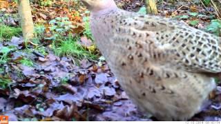 067Female Pheasant calling