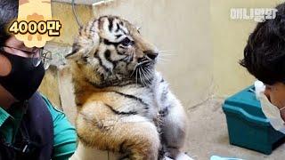 아기 호랑이 남매 태어나 첫 주사 맞고 보인 반응 와우 ㅋㅣBaby Tiger Get A Vaccine  Shot For The First Time In Their Life