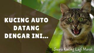 Kucing Auto Datang Dengar Ini.... | Suara Kucing Lagi Marah