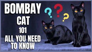 Bombay Cat 101 : All You Need To Know