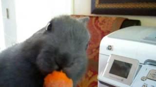 Cute Bunny Eating Carrot