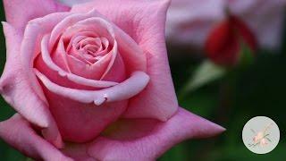 'Paul Neyron' Roses Growing Flowers Cut Flower Farm Gardening for Beginners Easy to Grow Flowers