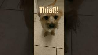 Bebe, Ham Thief! #ashesantics #shorts #funnydogs