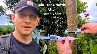 Philippine Dao Tree 3-Year Update