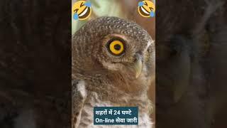 Ullu video youtube | Ullu video youtube short | Family moj | Masti video comedy | #shorts | Shorts |