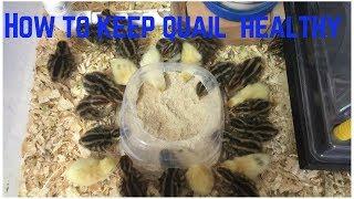 How to Keep Quail Healthy: Food, Water, and Sand Baths