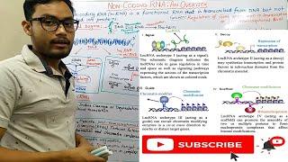 Non coding RNA: An Overview