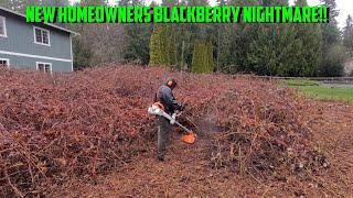 Blackberry APOCALYPSE Gets SHUT DOWN!!! Stihl FS-561C Clearing Saw #satisfying