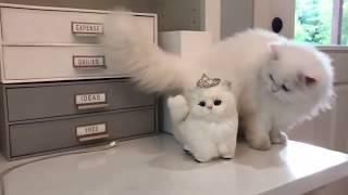 fat, fluffy and funny cats