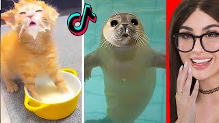 Cute Animals on TikTok That Will Make You Laugh