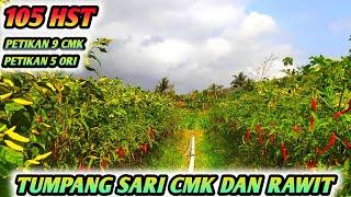 BUAH SEMAKIN BANYAK !!! TUMPANG SARI CABE RAWIT DAN CMK PETIKAN KE 9 DAN 5 - USIA 105 HST