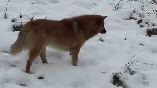 Winter hike Russia Novocheboksarsk - lake Astrakhanka with dogs Tol, Boka, Lada, Naida