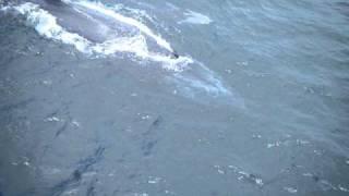 Norther right whale and calf off Nigerian oil rig