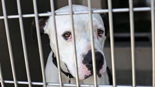 Sad & Homeless Shelter Puppy Gets Adopted