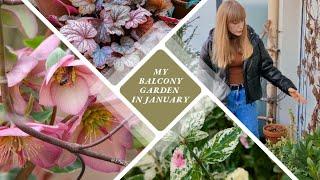 Tour of my Container Garden in January | My Favorite Winter Hardy Plants