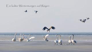 Winter auf Rügen Singschwäne und Seeadler