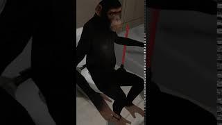 monkey