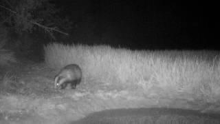 The European badger (Meles meles) - Phototrap