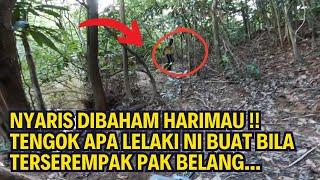 NYARIS DIB4H4M HARIMAU !! TENGOK APA LELALKI NI BUAT BILA TERSEREMPAK DENGAN PAK BELANG...