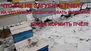 Когда кормить пчёл зимой что бы не загубить пчелу 