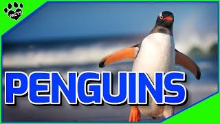 Top 10 Facts About Penguins: Habits, Habitat, Survival Skills Penguins 101