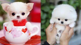 Cutest Teacup Puppies Video Compilation || Funny and Cute Dog