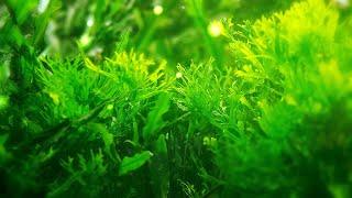 5 Pro Tips for Popular Aquascaping Plants from a Master Aquatic Horticulturist